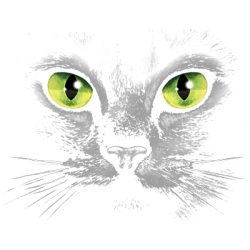 Eyes (Black Cat)- T- shirt